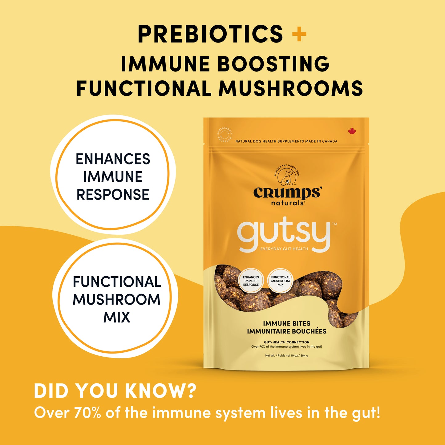 Shiitake for Gut Health: Prebiotic Benefits You Didn'T Know About