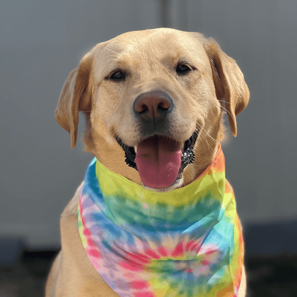 Plaque busters for dogs hot sale